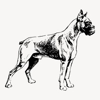 Boxer dog drawing clipart, vintage illustration vector. Free public domain CC0 image.