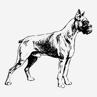 Boxer dog hand drawn illustration. Free public domain CC0 image.