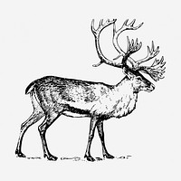 Reindeer stag hand drawn illustration. Free public domain CC0 image.