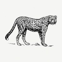 Cheetah, wild animal collage element, vintage illustration psd. Free public domain CC0 image.