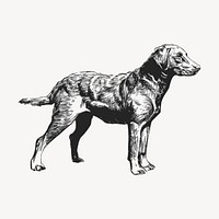 Retriever dog drawing clipart, vintage illustration vector. Free public domain CC0 image.