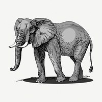 Elephant, wild animal collage element, vintage illustration psd. Free public domain CC0 image.