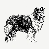 Shetland Sheepdog drawing, vintage illustration psd. Free public domain CC0 image.