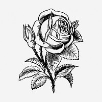 Garden rose hand drawn illustration. Free public domain CC0 image.