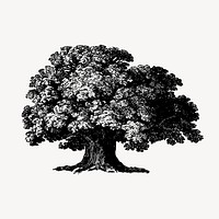 Baobab tree drawing, vintage botanical illustration vector. Free public domain CC0 image.
