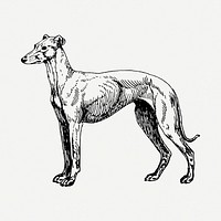 Greyhound dog drawing, vintage animal | Free PSD - rawpixel