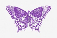 Purple butterfly drawing, vintage insect illustration. Free public domain CC0 image.