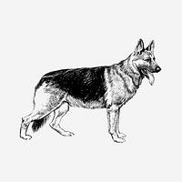 German shepherd dog clipart, vintage animal. Free public domain CC0 image.