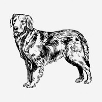 Golden retriever dog drawing, hand drawn animal illustration. Free public domain CC0 image.