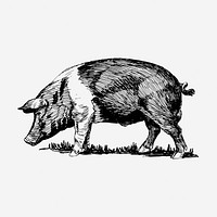 Vintage pig drawing, livestock animal illustration. Free public domain CC0 image.