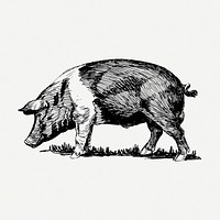 Vintage pig drawing, hand drawn animal illustration psd. Free public domain CC0 image.