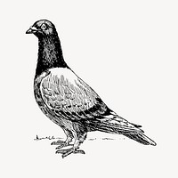 Pigeon bird drawing, hand drawn animal illustration vector. Free public domain CC0 image.
