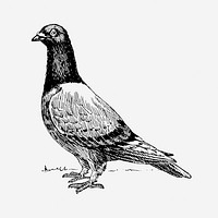 Pigeon bird drawing, vintage animal illustration. Free public domain CC0 image.
