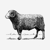 Vintage ram drawing, hand drawn farm animal illustration. Free public domain CC0 image.