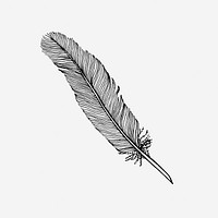 Vintage feather quill, stationery drawing. Free public domain CC0 image.
