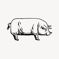 Vintage pig drawing clipart, livestock animal hand drawn illustration vector. Free public domain CC0 image.