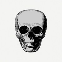 Human skull drawing, Halloween illustration psd. Free public domain CC0 image.