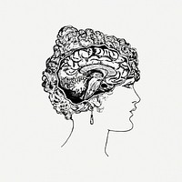 Woman's brain portrait drawing, medical vintage illustration psd. Free public domain CC0 image.