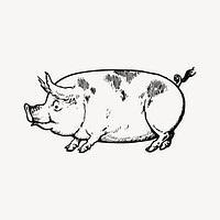 Vintage pig drawing clipart, livestock animal illustration vector. Free public domain CC0 image.