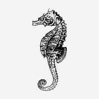 Vintage seahorse drawing clipart, aquatic animal illustration. Free public domain CC0 image.