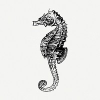 Vintage seahorse sticker, aquatic animal illustration psd. Free public domain CC0 image.