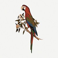 Parrot bird clipart, exotic animal illustration psd. Free public domain CC0 image.