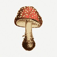 Mushroom collage element, vintage illustration psd. Free public domain CC0 image.