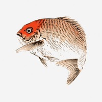 Red sea bream fish clipart, vintage animal illustration. Free public domain CC0 image.