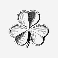 Shamrock clover leaf drawing, Irish botanical illustration. Free public domain CC0 image.