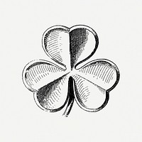 Shamrock clover leaf drawing clipart, Irish botanical illustration psd. Free public domain CC0 image.