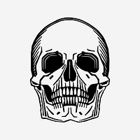 Halloween human skull hand drawn illustration. Free public domain CC0 image.