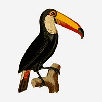 Toucan bird illustration. Free public domain CC0 image.