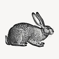 Rabbit hand drawn clipart, animal illustration vector. Free public domain CC0 image.