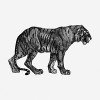 Tiger hand drawn illustration. Free public domain CC0 image.