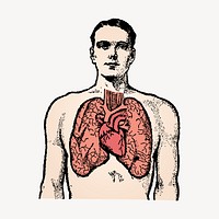 Anatomy man clipart, lungs illustration vector. Free public domain CC0 image.