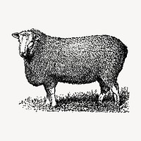 Farm sheep hand drawn clipart,  animal illustration vector. Free public domain CC0 image.