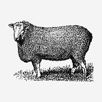 Farm sheep hand drawn illustration. Free public domain CC0 image.