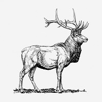 Elk hand drawn illustration. Free public domain CC0 image.