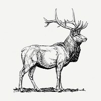 Elk drawing clipart, wild animal illustration psd. Free public domain CC0 image.