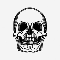 Skull hand drawn illustration. Free public domain CC0 image.