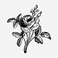 Rose flower  hand drawn illustration. Free public domain CC0 image.