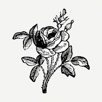 Rose drawing clipart, flower illustration psd. Free public domain CC0 image.