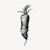 Carrot hand drawn clipart, vintage vegetable illustration vector. Free public domain CC0 image.