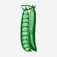 Green peas, vegetable illustration. Free public domain CC0 image.