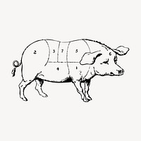 Pig hand drawn clipart, pork diagram illustration vector. Free public domain CC0 image.
