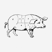 Pork diagram hand drawn illustration. Free public domain CC0 image.