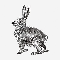 Rabbit hand drawn illustration. Free public domain CC0 image.