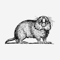 Gopher hand drawn illustration. Free public domain CC0 image.