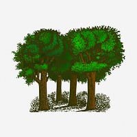 Trees, forest illustration. Free public domain CC0 image.
