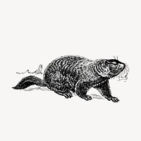 Ground hog hand drawn clipart, animal illustration vector. Free public domain CC0 image.